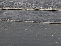 28969CrLe - Vacation at Kiawah Island, SC - Beach walk  Peter Rhebergen - Each New Day a Miracle